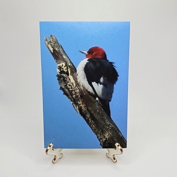 NobleCaptures Other - Red-headed Woodpecker‎ on a Limb Print